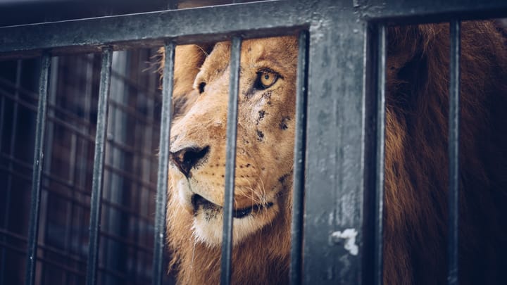 caged-lion-Bratislav-Kostic-shutterstock.jpg