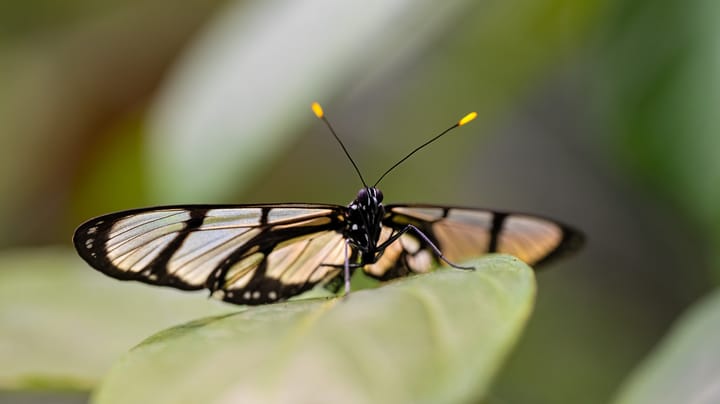 Glasswing_butterfly-Jiri_Vlach-Getty.jpg