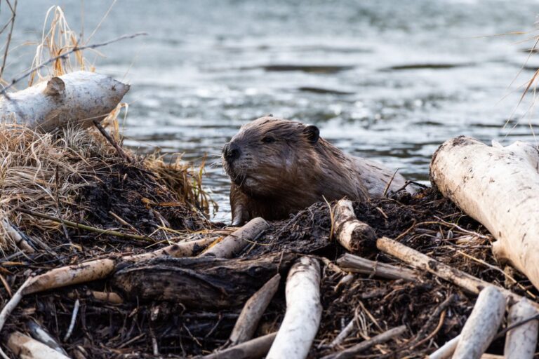 Beaver_dam