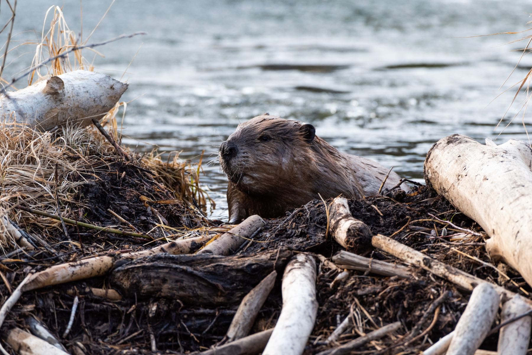 Beaver dam